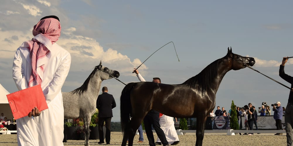 Pokaz i ocena koni arabskich